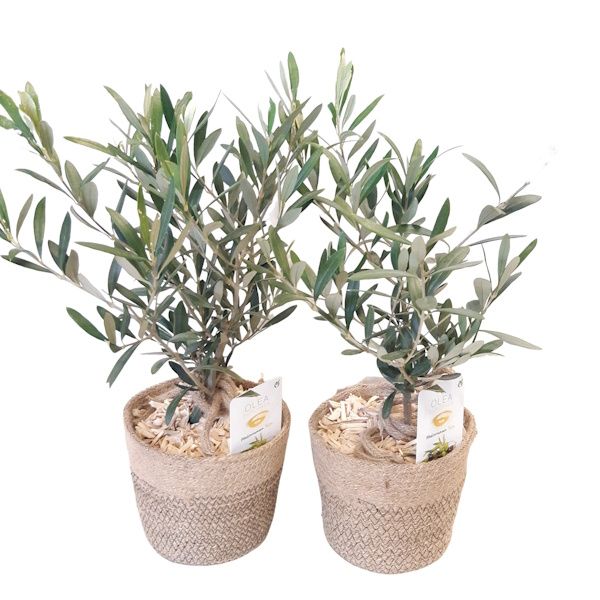 Picture of oliveira bush