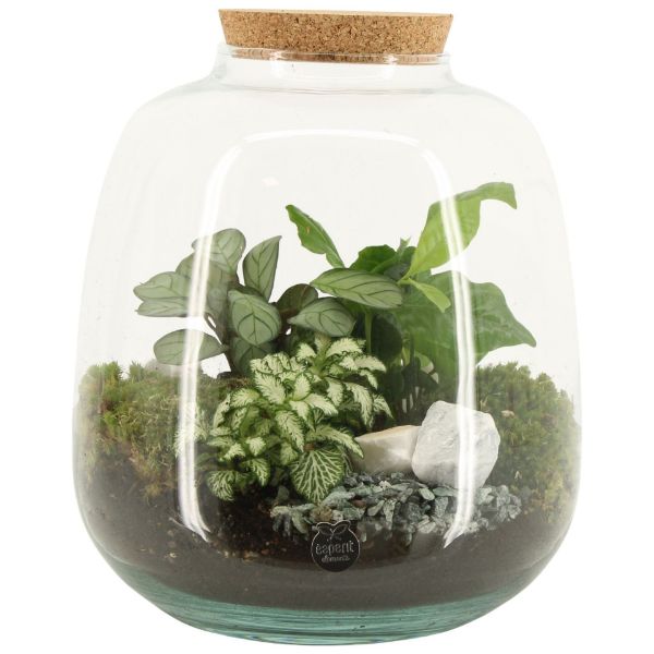 Imagem de botanical collectables (L)